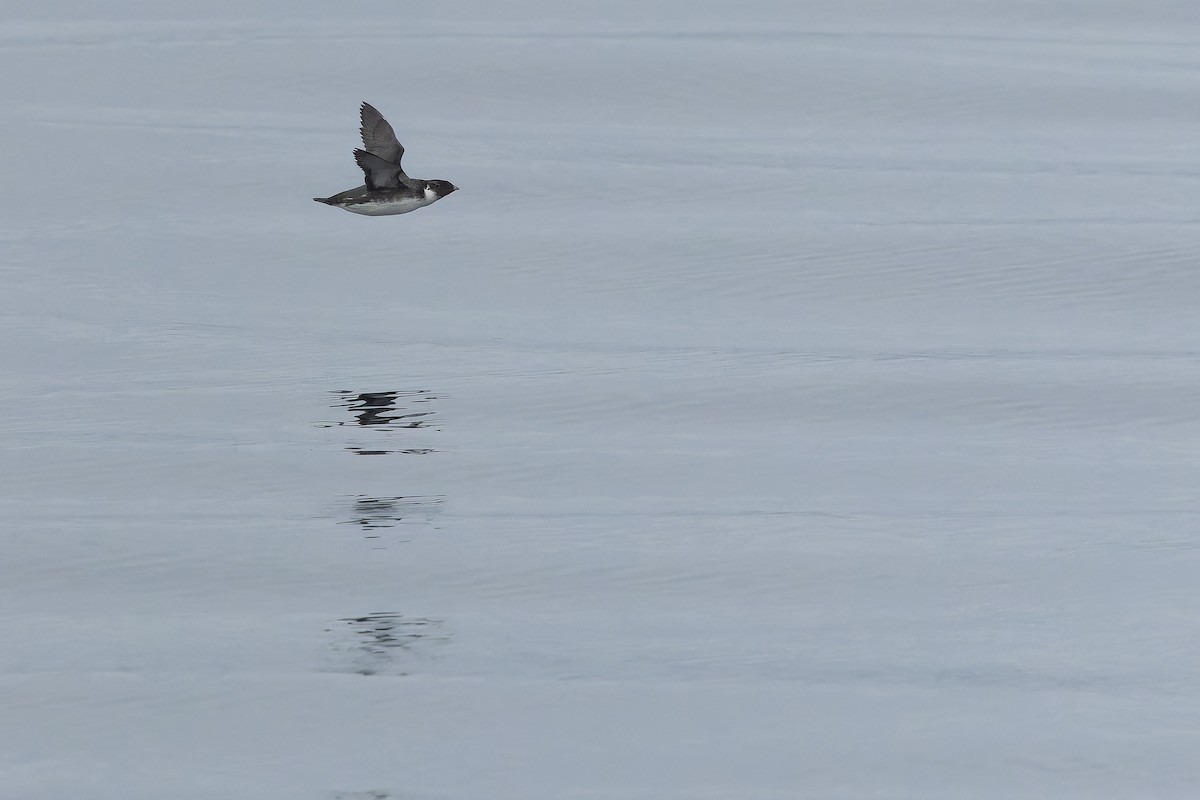 Ancient Murrelet - ML642951732