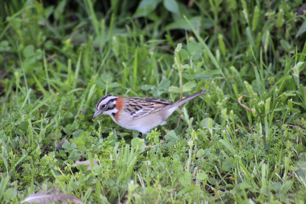 Rufous-collared Sparrow - ML642951733
