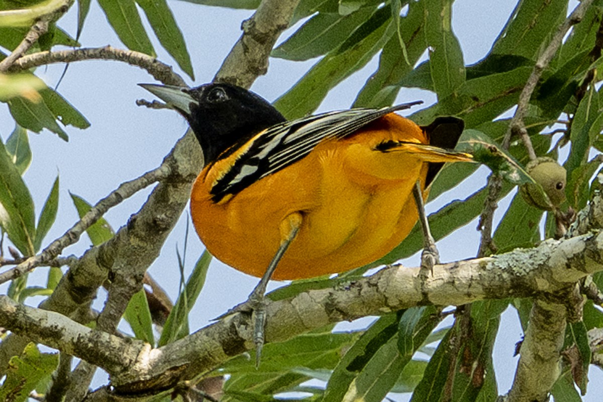 Baltimore Oriole - ML642951740