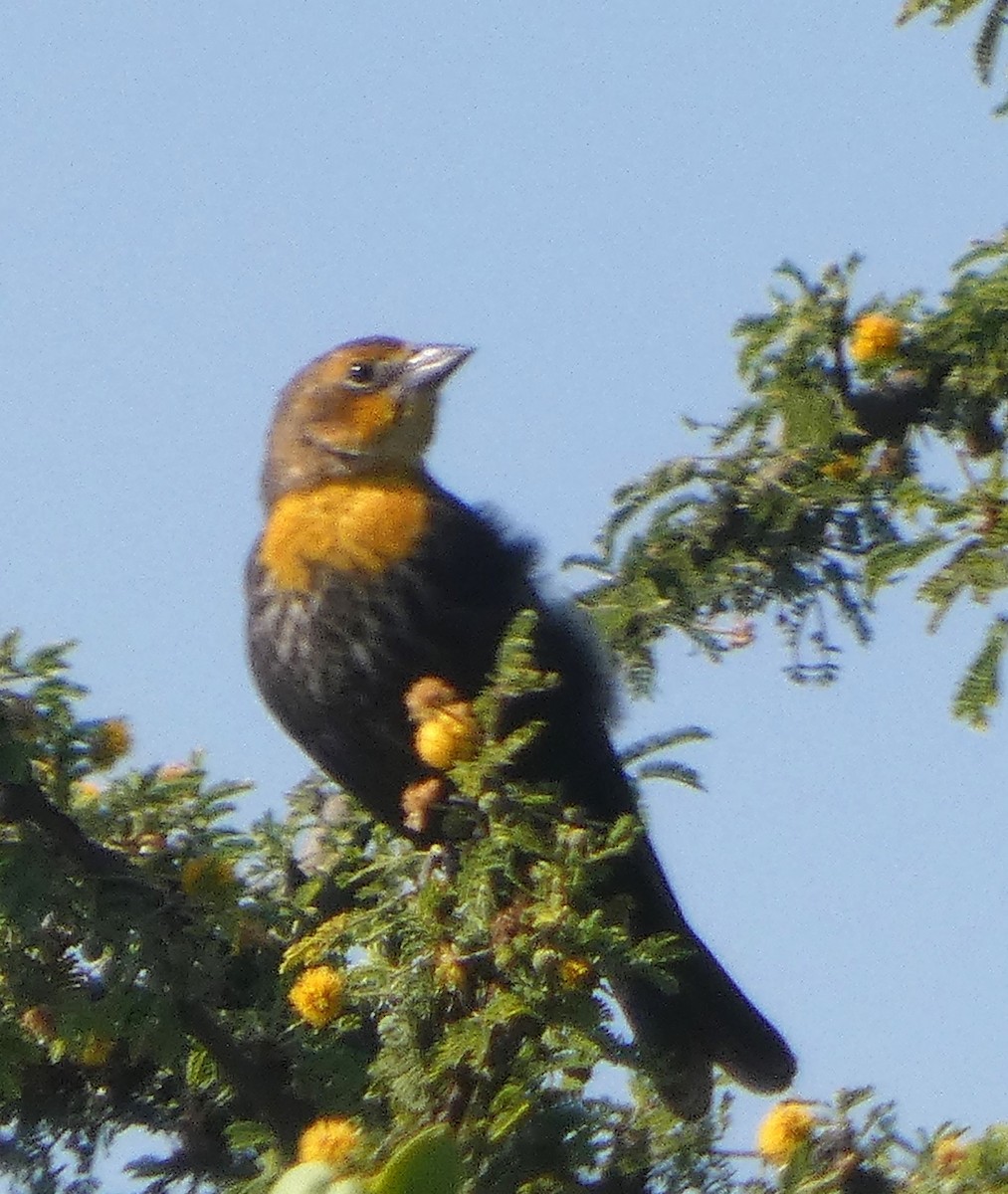 Yellow-headed Blackbird - ML642951741