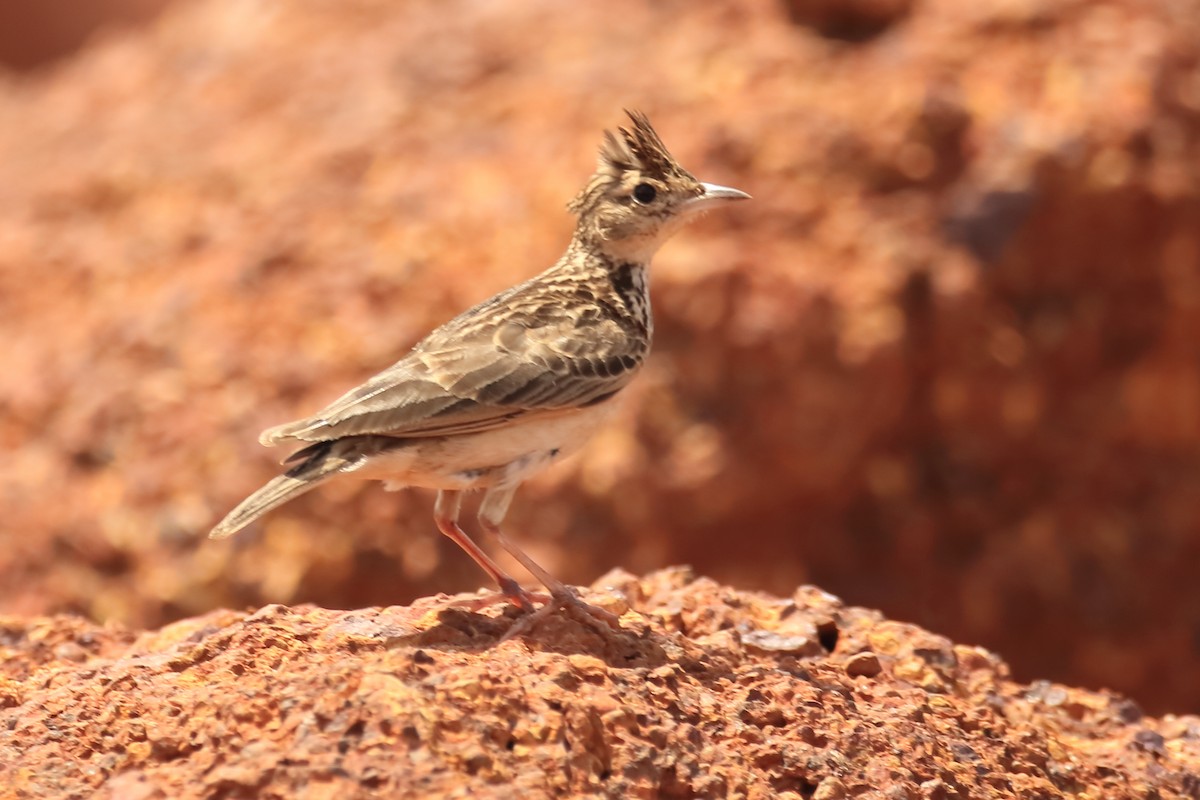 Malabar Lark - ML642951742