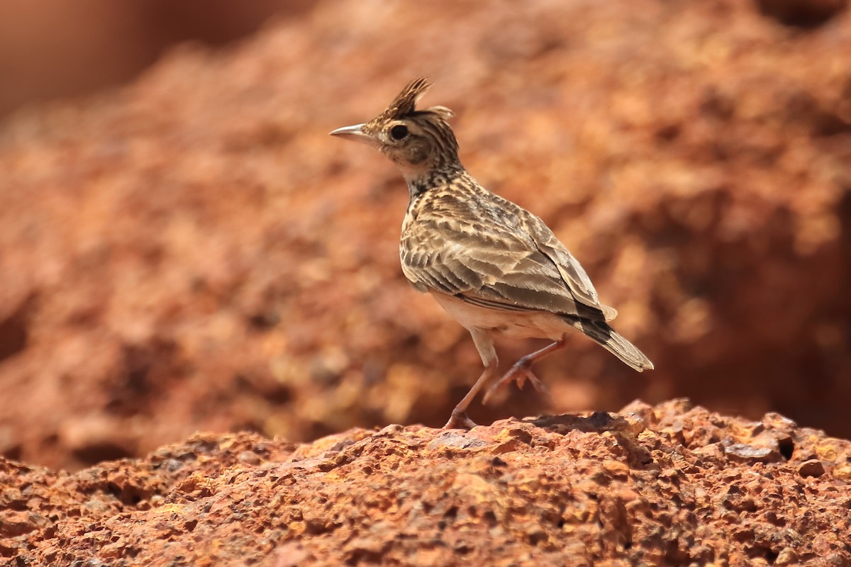 Malabar Lark - ML642951743