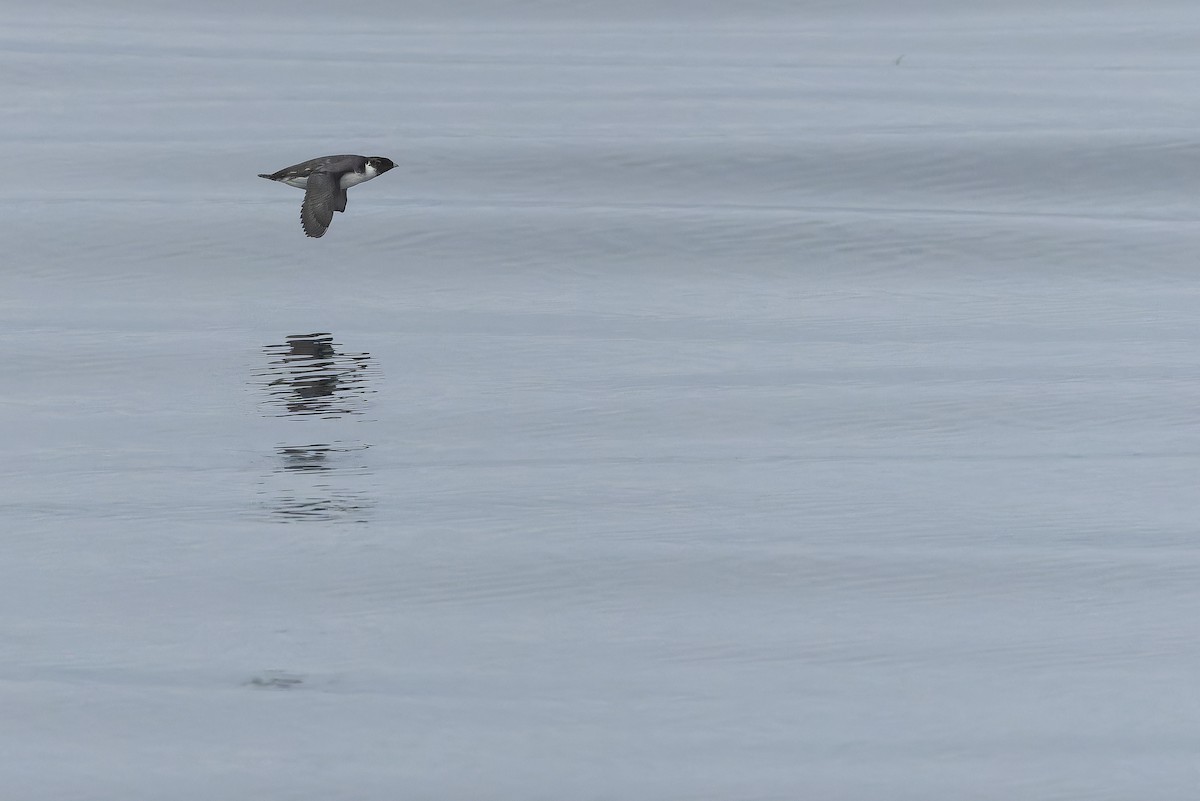 Ancient Murrelet - ML642951744