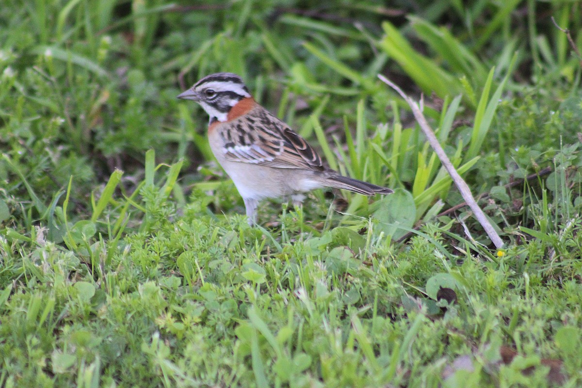 Rufous-collared Sparrow - ML642951745