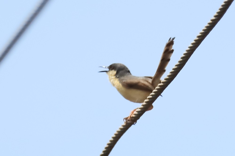 Ashy Prinia - ML642951746