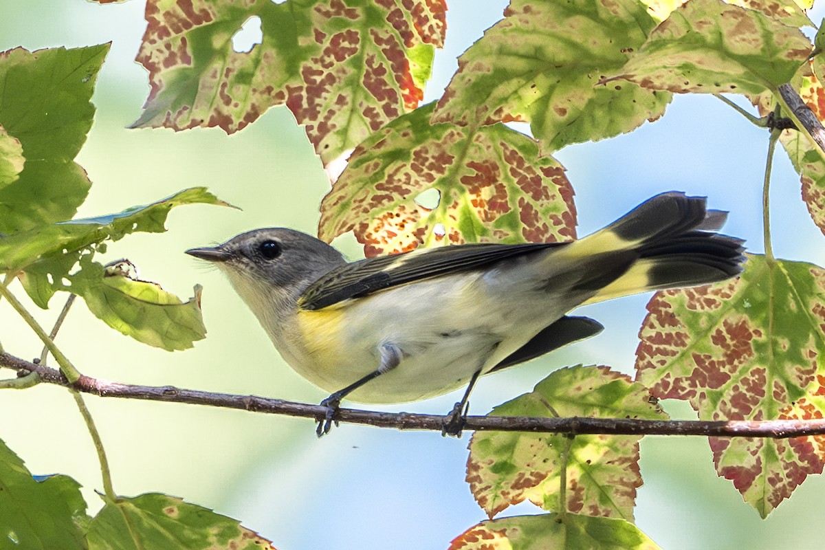 American Redstart - ML642951748