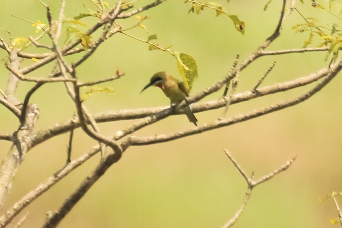Blue-tailed Bee-eater - ML642951749