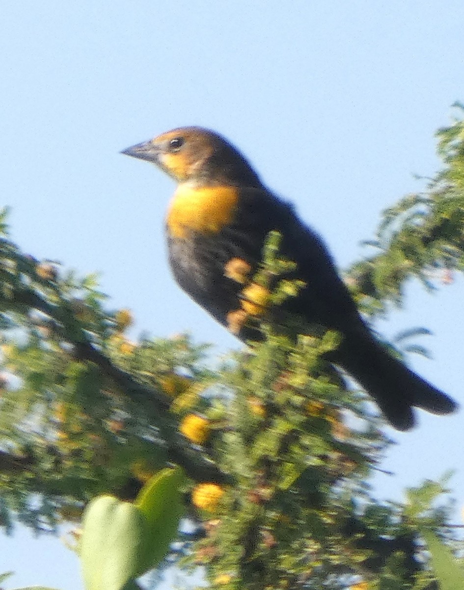 Yellow-headed Blackbird - ML642951753