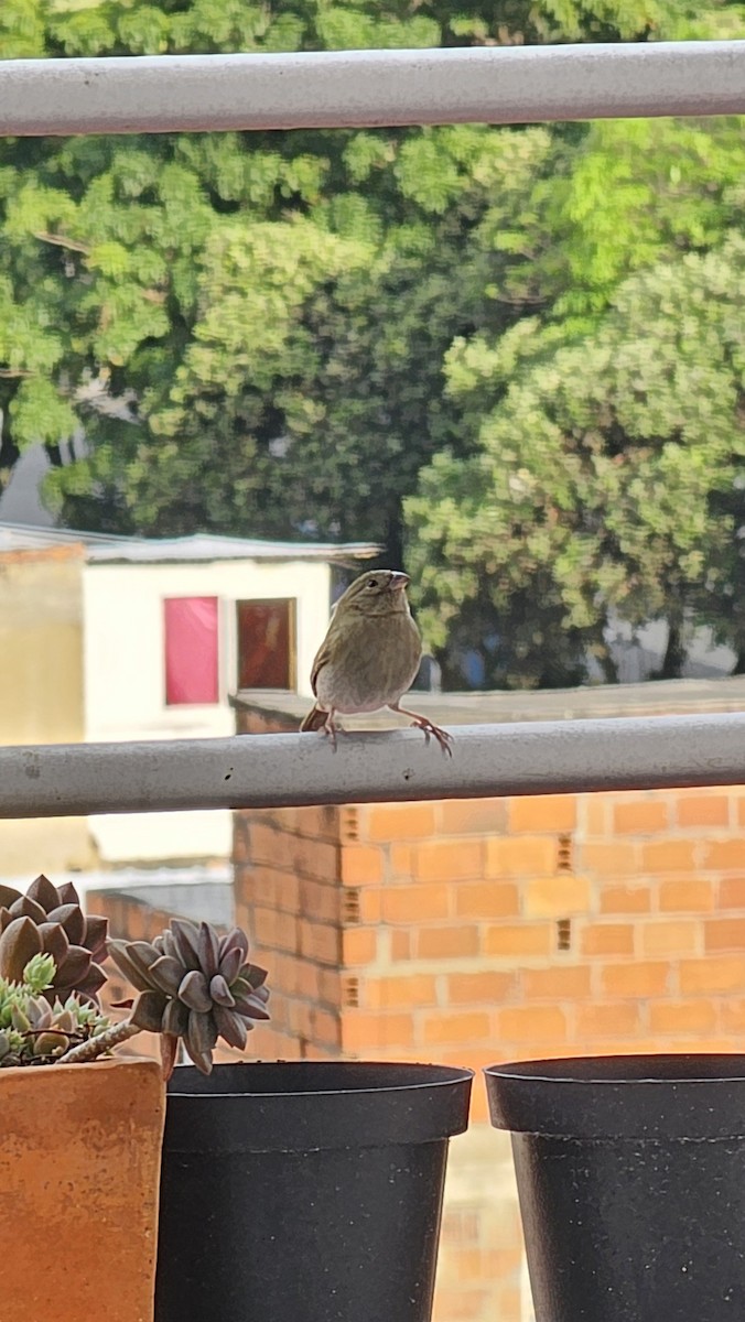 Black-faced Grassquit - ML642951760
