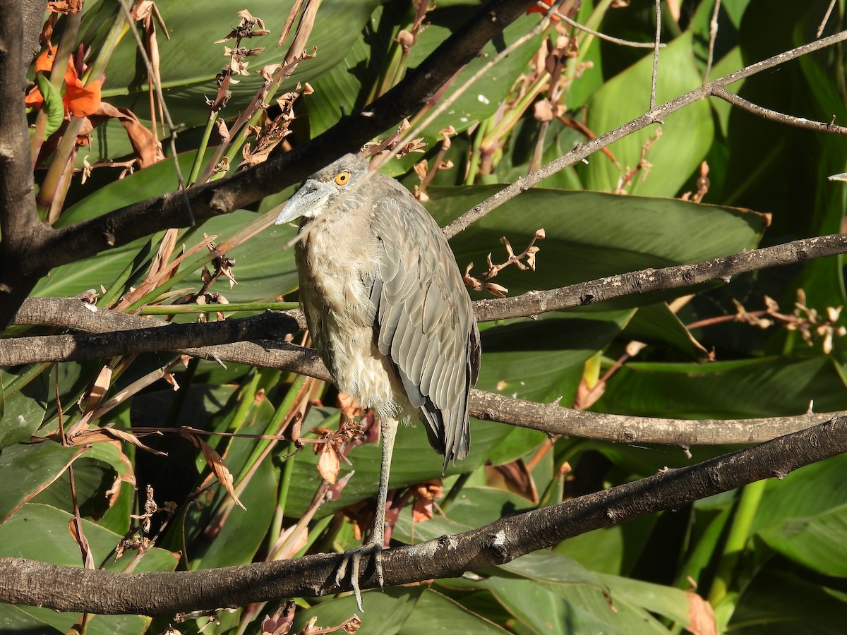 Yellow-crowned Night Heron - ML642951761