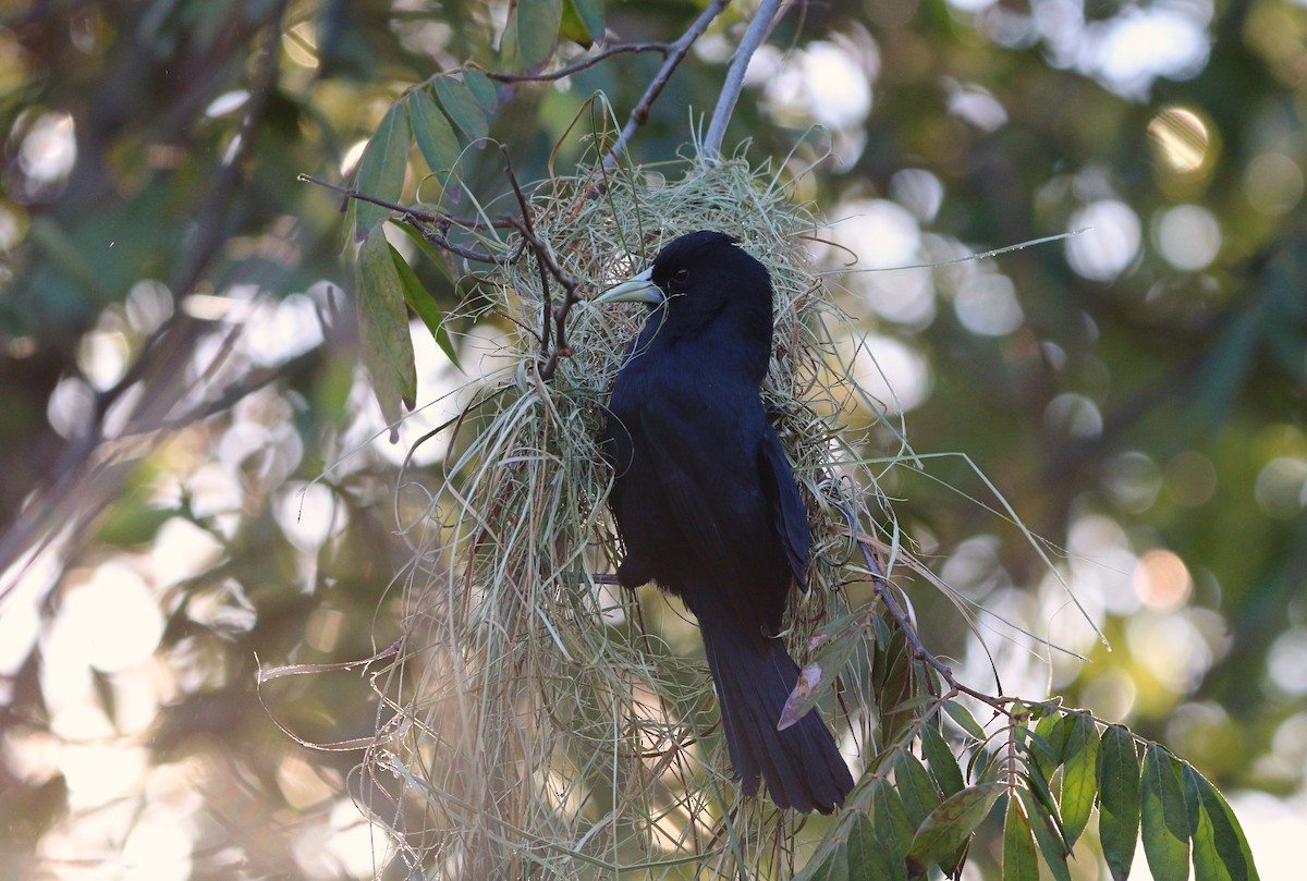 Solitary Black Cacique - ML642951768