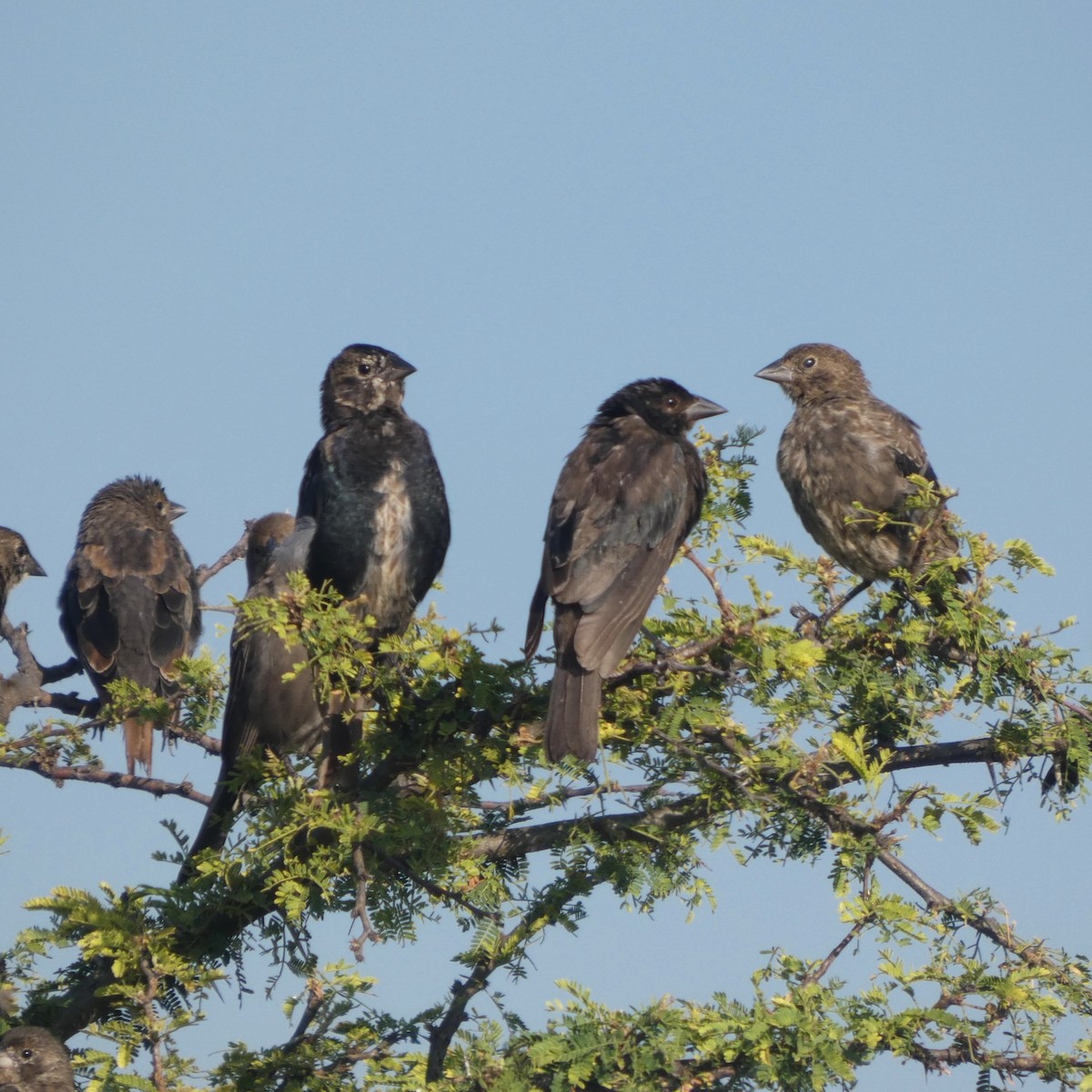 Bronzed Cowbird - ML642951770