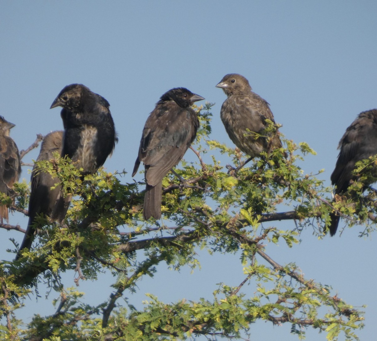 Bronzed Cowbird - ML642951773