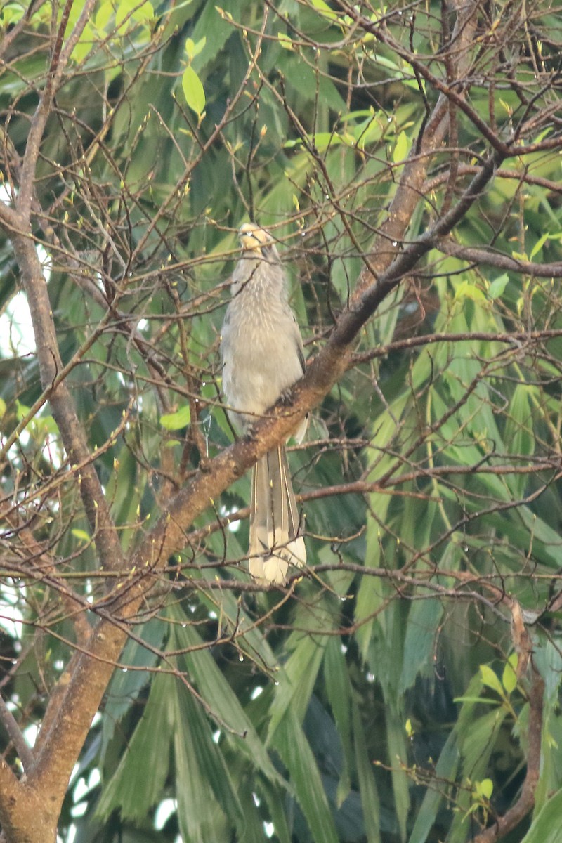 Cálao Gris Malabar - ML642951774