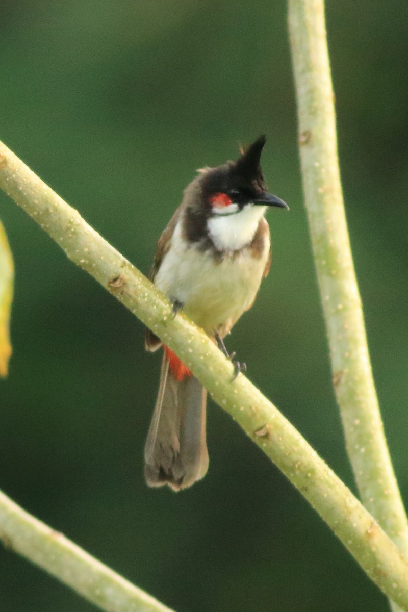 Red-whiskered Bulbul - ML642951780