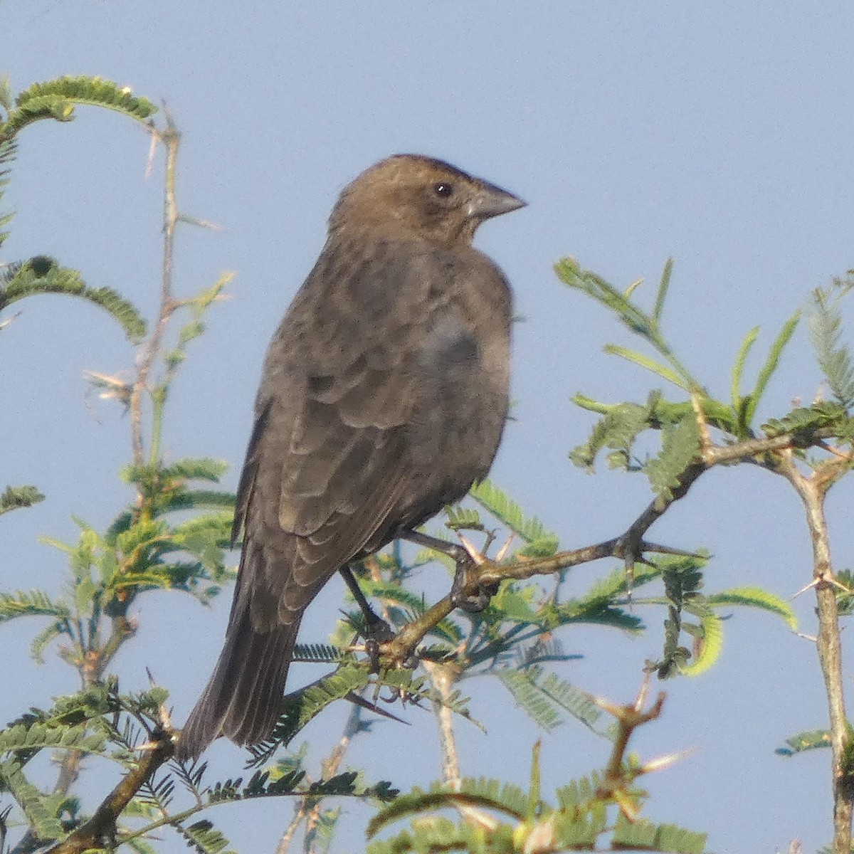 Brown-headed Cowbird - ML642951781