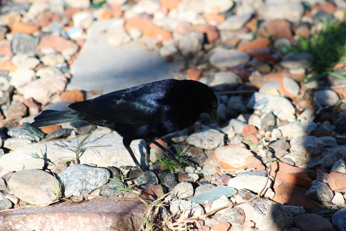Shiny Cowbird - ML642951782