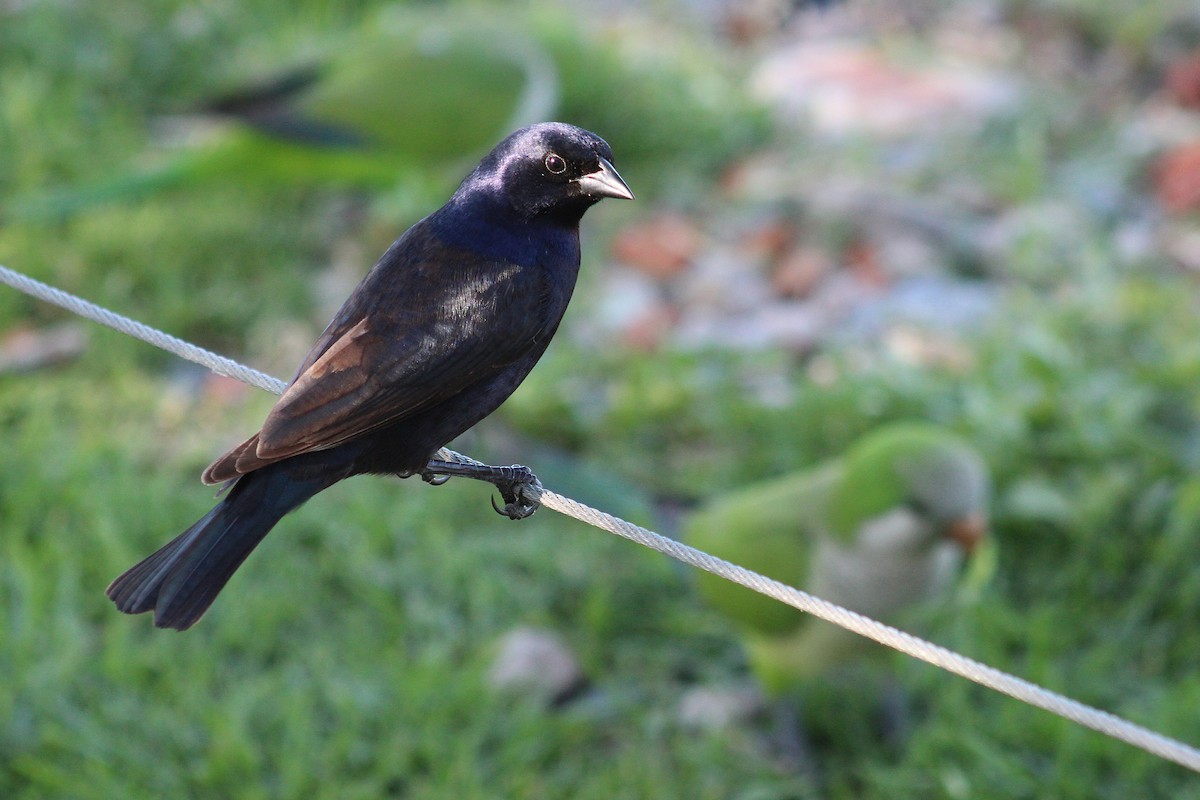 Shiny Cowbird - ML642951783