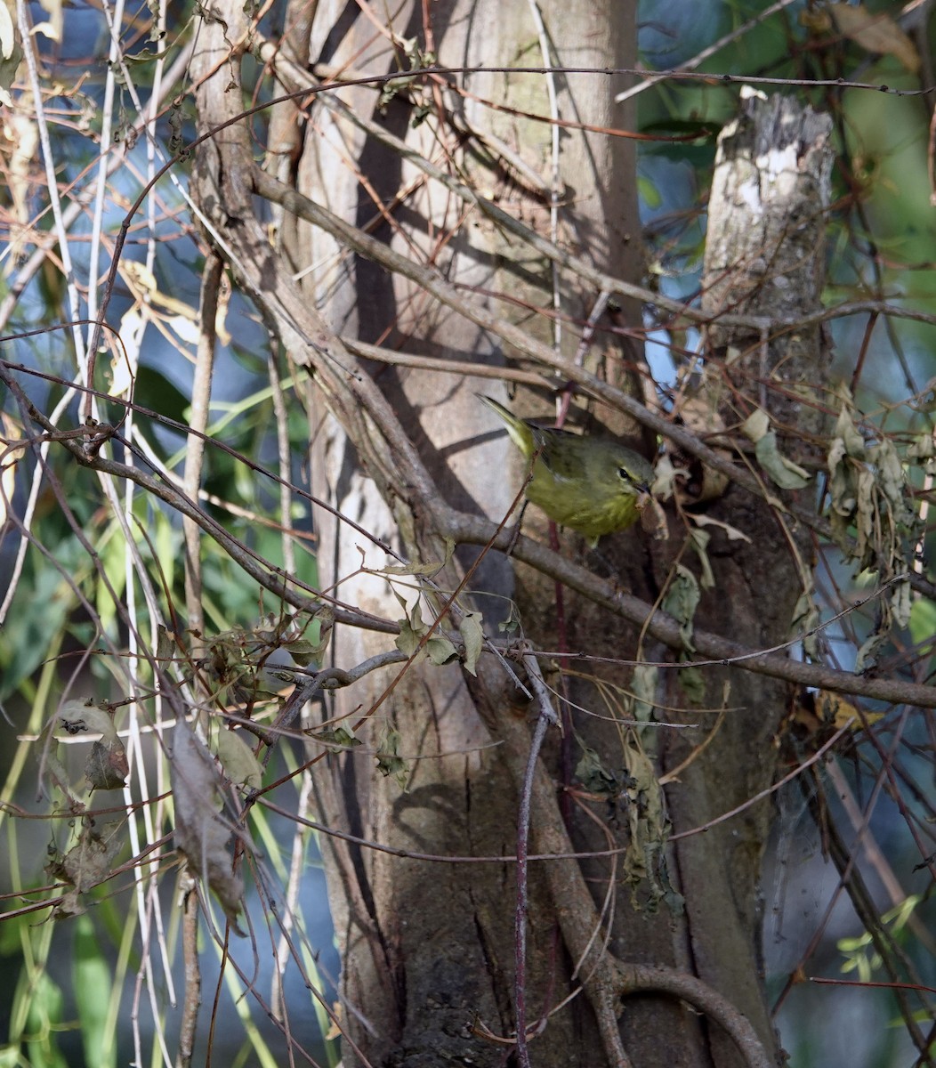 Orange-crowned Warbler - ML642951784