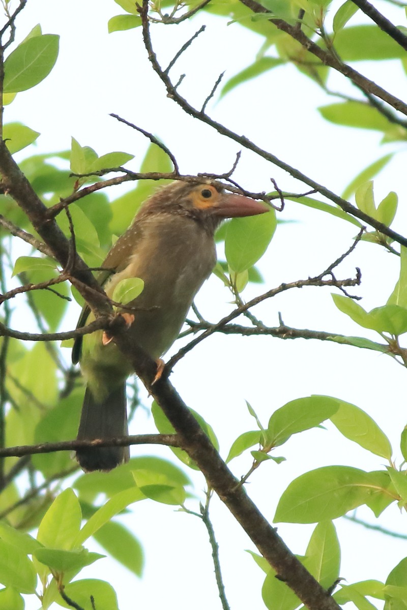Brown-headed Barbet - ML642951785