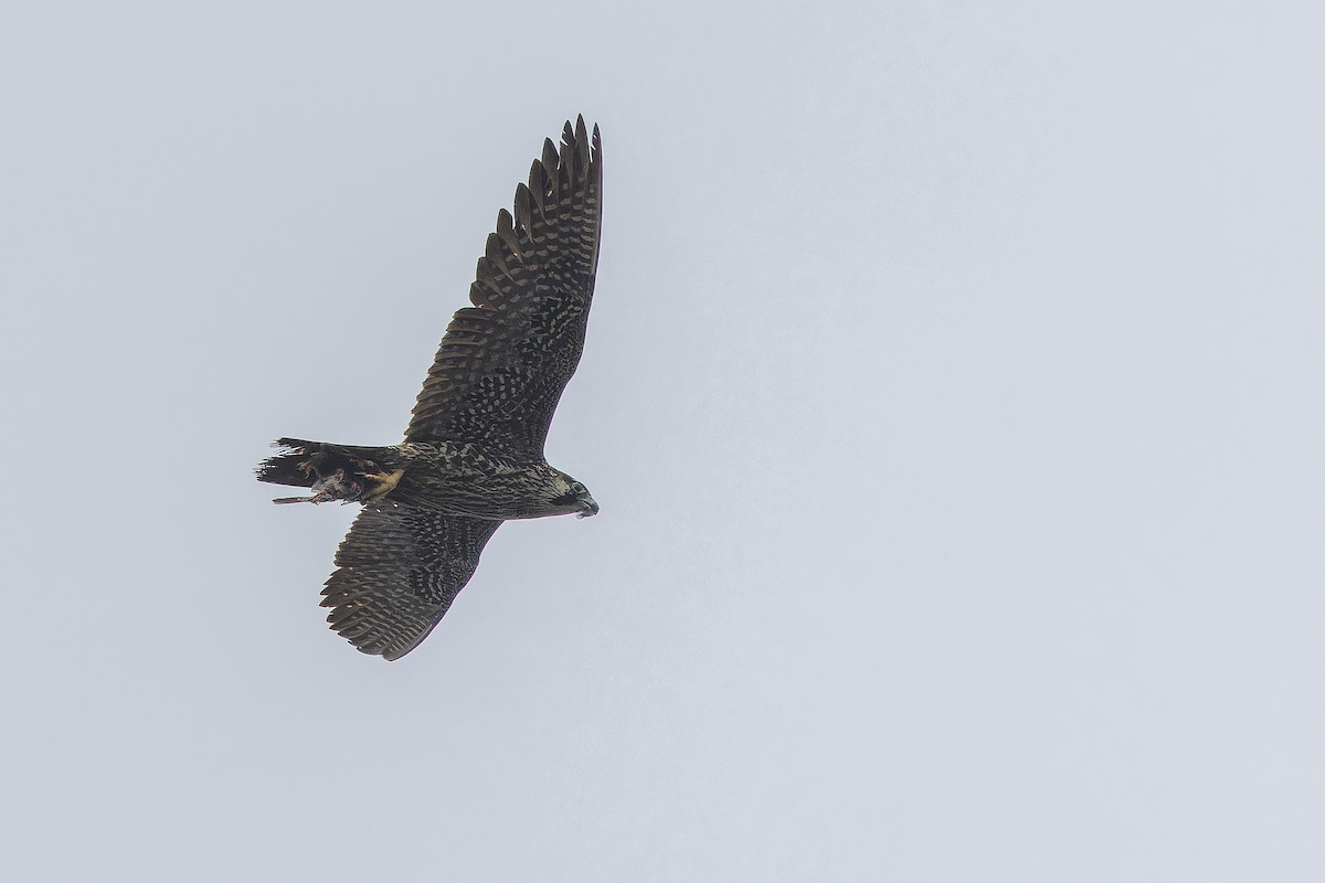 Peregrine Falcon - ML642951786