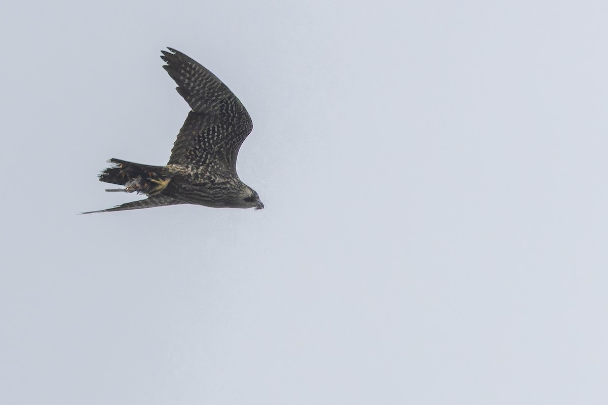 Peregrine Falcon - ML642951787