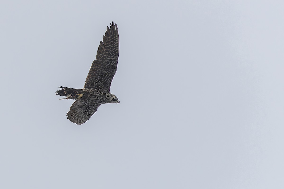 Peregrine Falcon - ML642951788