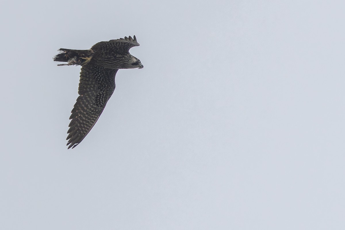 Peregrine Falcon - ML642951789