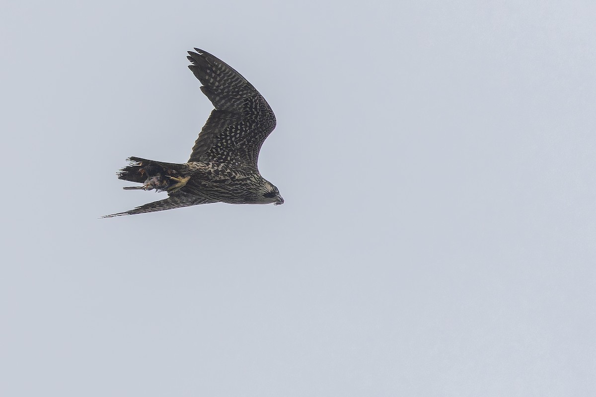 Peregrine Falcon - ML642951790