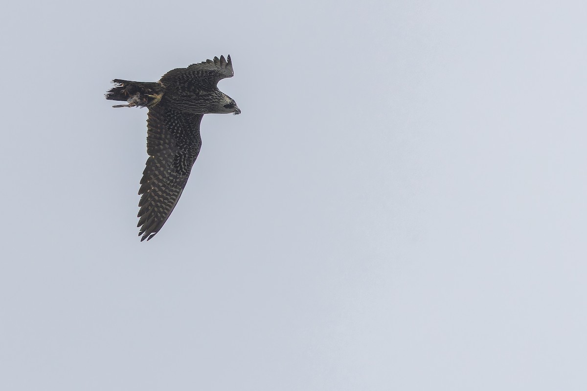 Peregrine Falcon - ML642951791