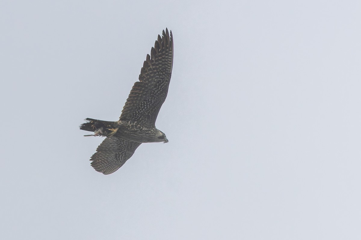 Peregrine Falcon - ML642951792