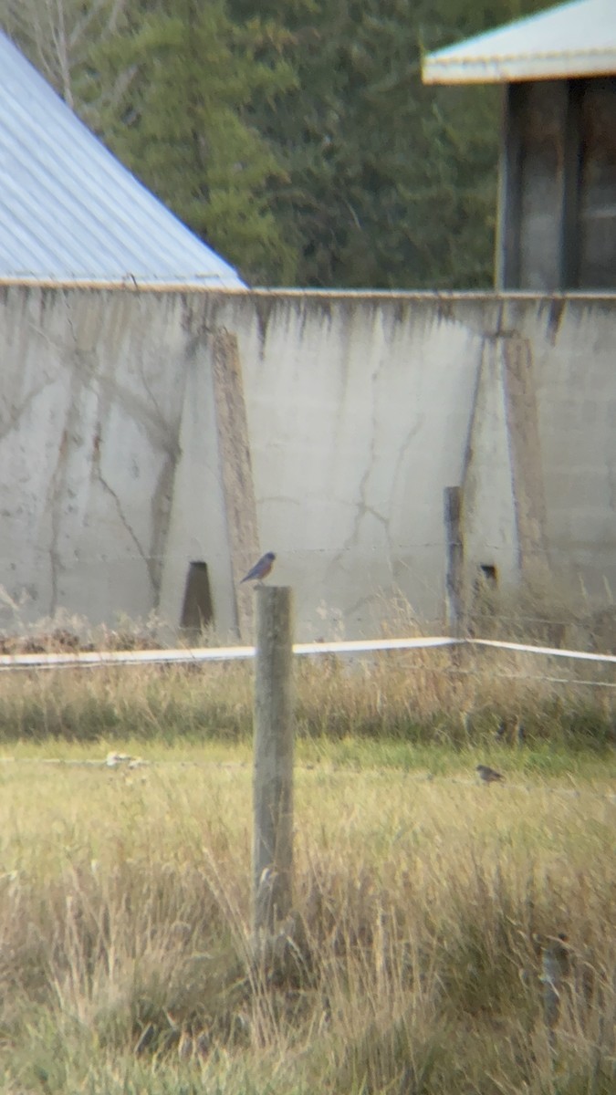 Western Bluebird - ML642951793