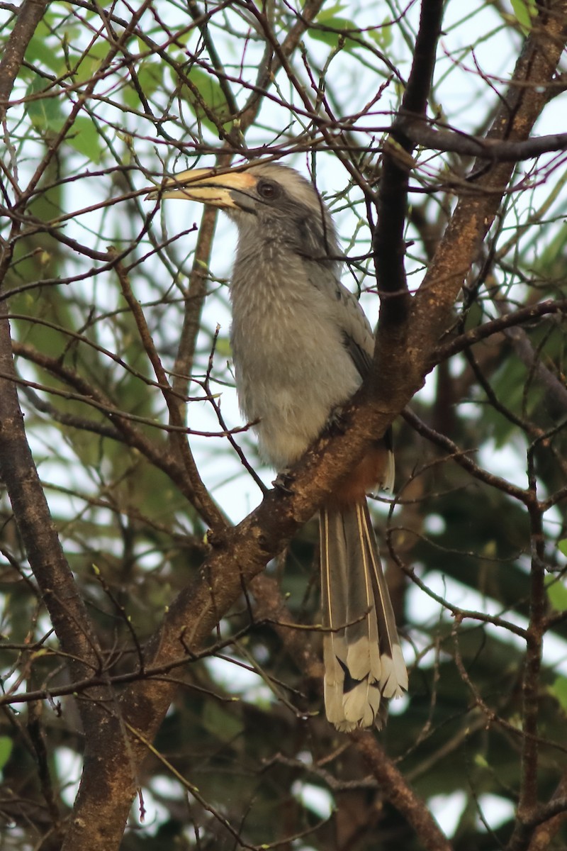Malabar Gray Hornbill - ML642951795