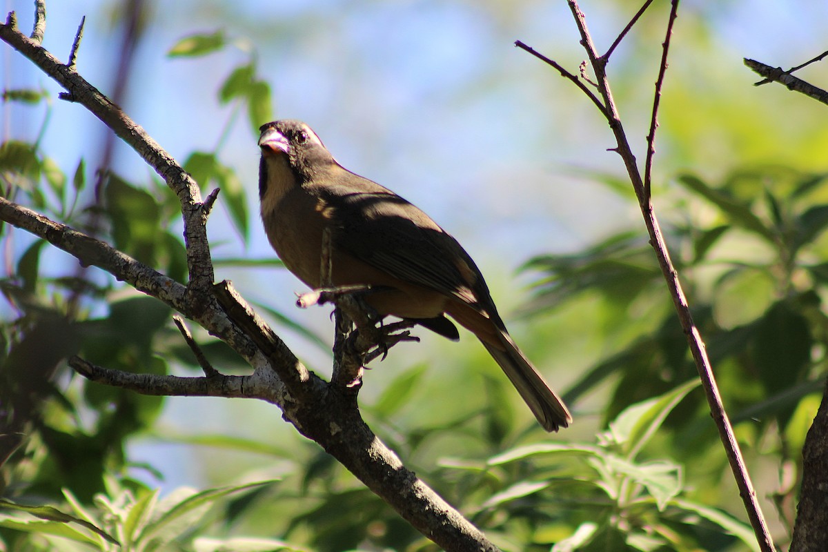 Golden-billed Saltator - ML642951796