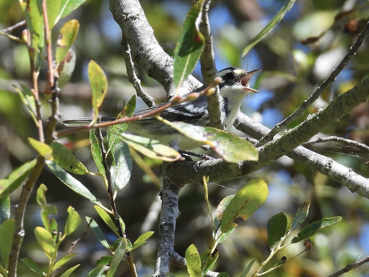Black-throated Gray Warbler - ML642951797