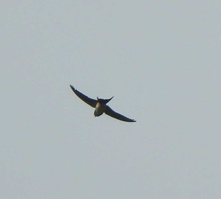 Eastern Red-rumped Swallow - ML642951800
