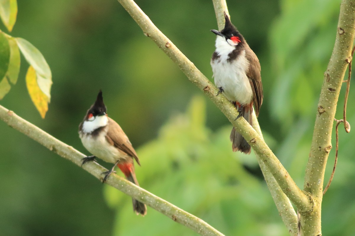 Red-whiskered Bulbul - ML642951801