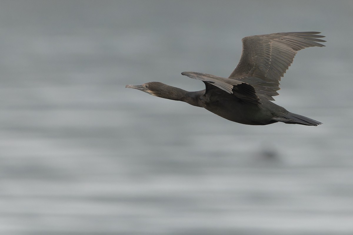 Brandt's Cormorant - ML642951802