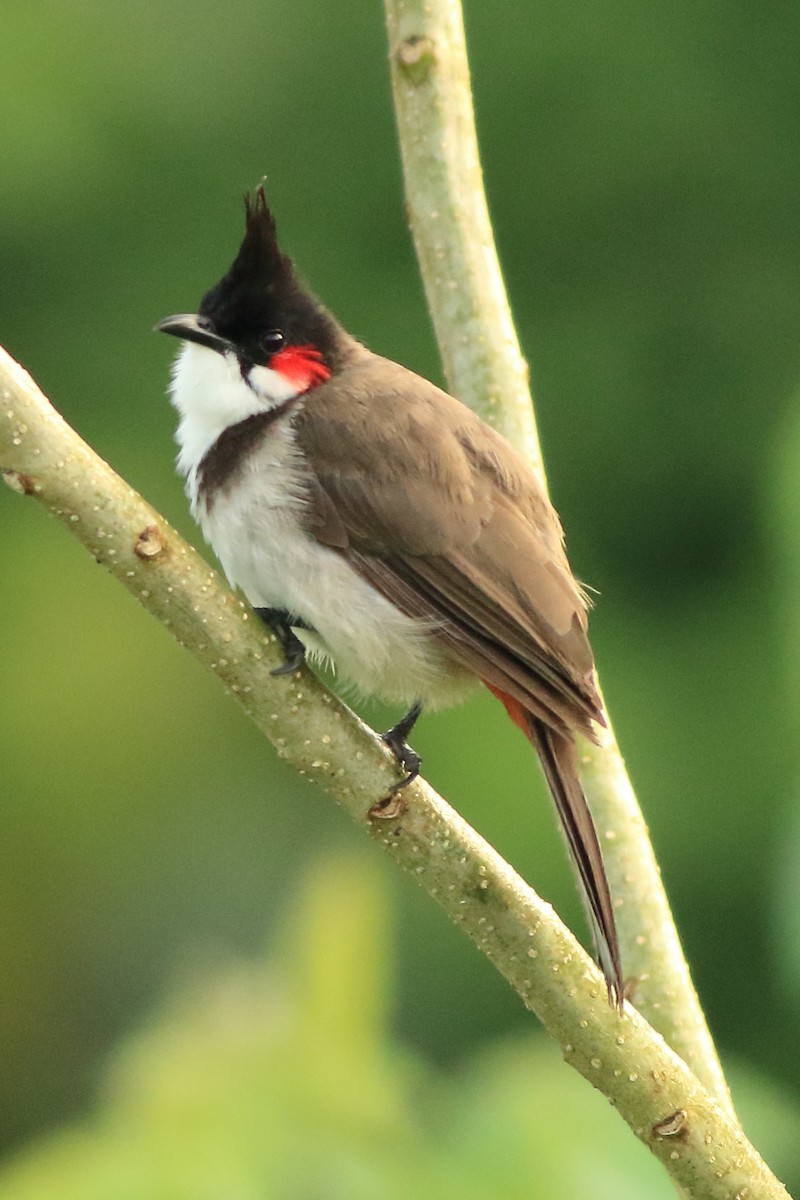 Red-whiskered Bulbul - ML642951805
