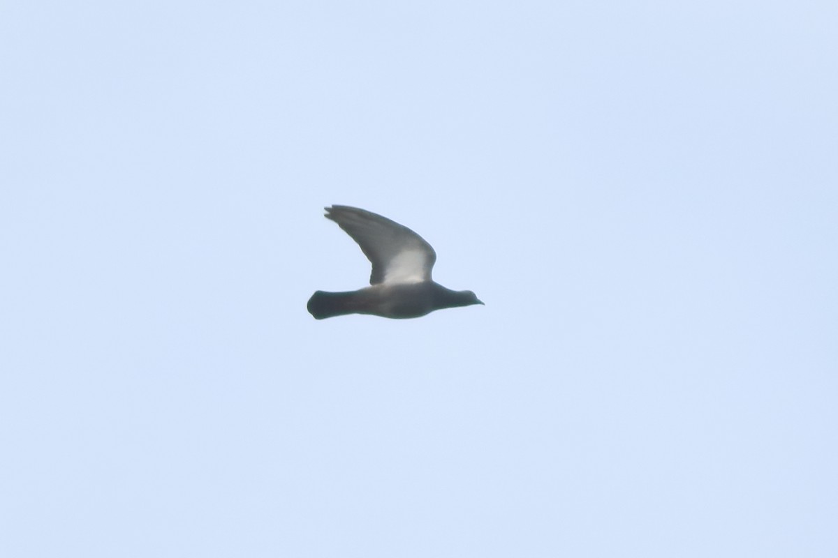 Rock Pigeon (Feral Pigeon) - ML642951806