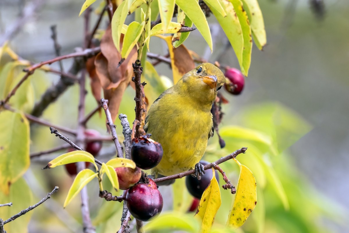 Western Tanager - ML642951832