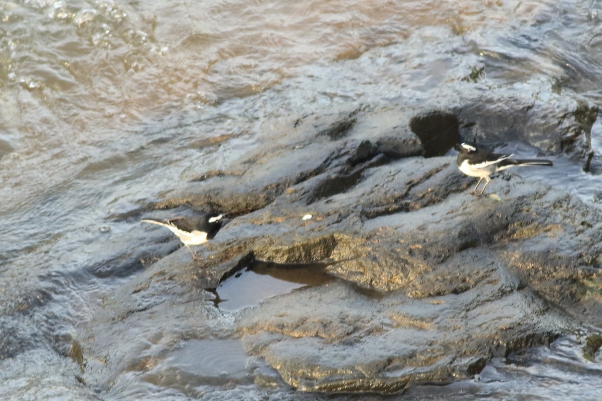 White-browed Wagtail - ML642951833