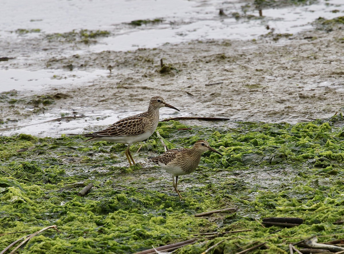 Pectoral Sandpiper - ML642951835