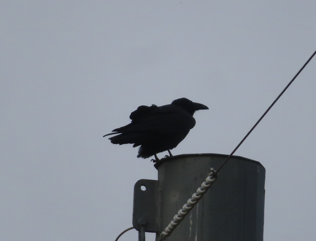 Common Raven - ML642951837