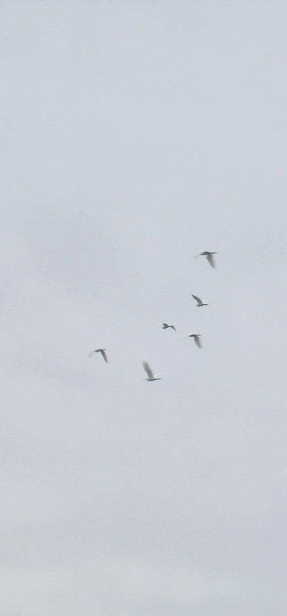 Little Egret - ML642951838