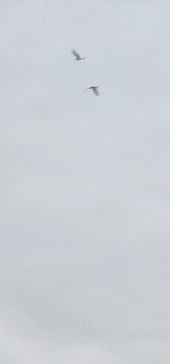 Little Egret - ML642951839