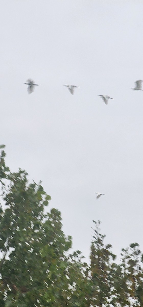 Little Egret - ML642951840
