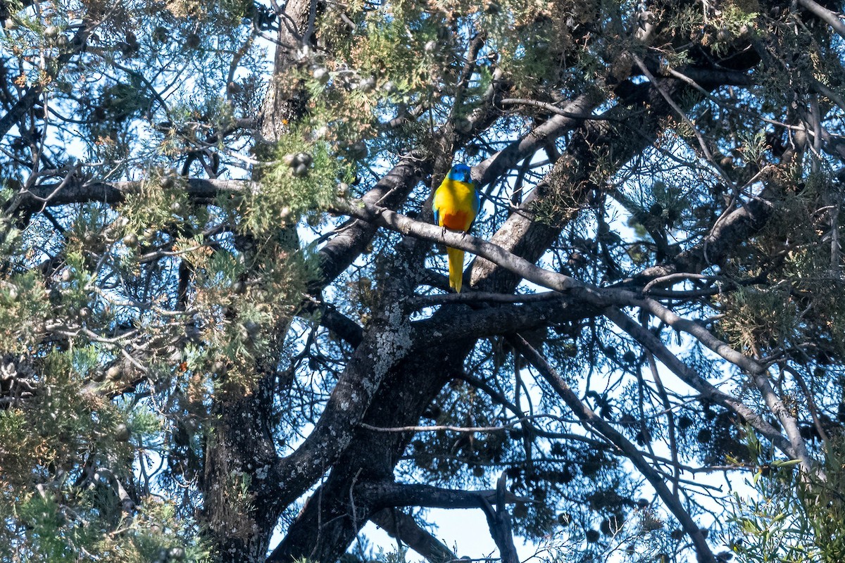 Turquoise Parrot - ML642951850