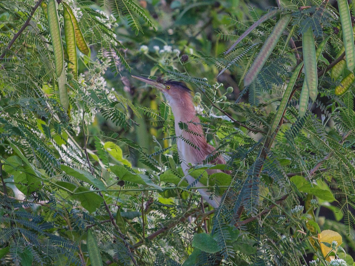 Yellow Bittern - ML642951860