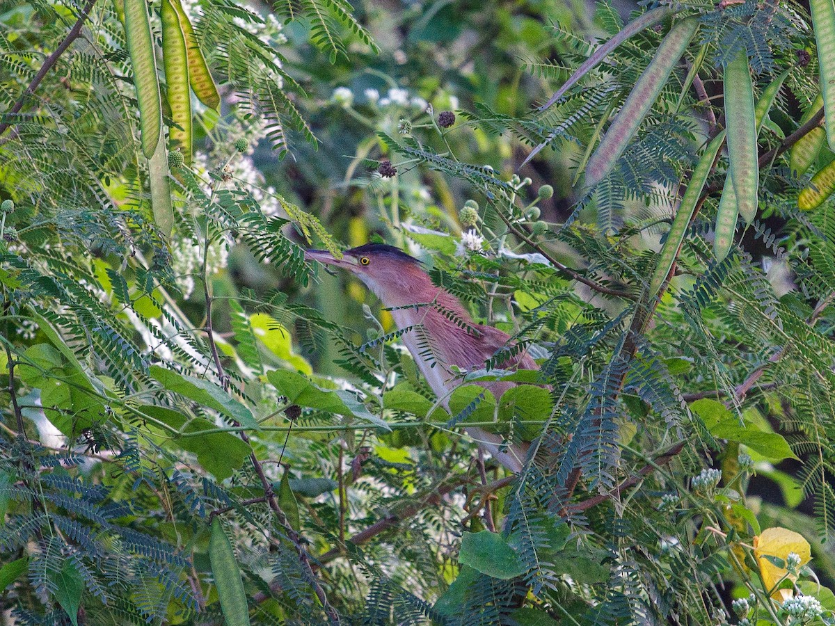 Yellow Bittern - ML642951861